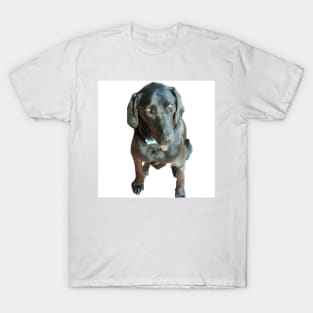 lab puppy T-Shirt